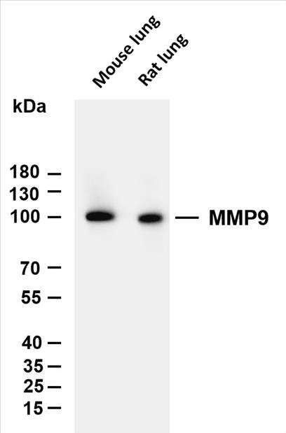 YM8019