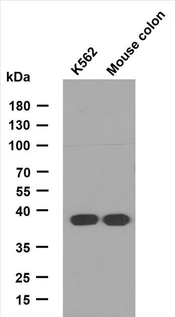 N1293