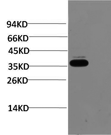 N1442