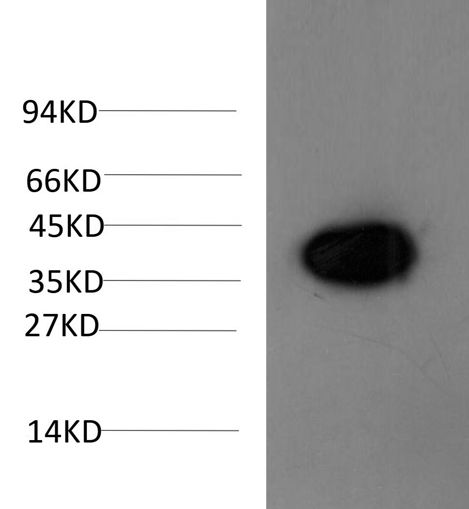 N1496
