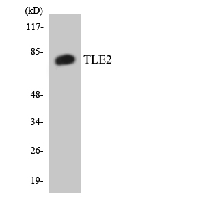 Anti TLE2 （ASY-C10874-50UL[1 mg/ml]）（カテゴリ：抗体関連） | 商品情報 | コスモ・バイオ株式会社