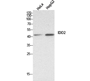 C30096