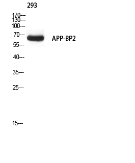 C14456