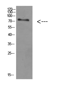 D12041N