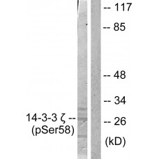 14-3-3 zeta (Phospho-Ser58) Antibody