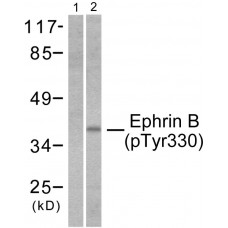 EFNB1/2 (Phospho-Tyr330) Antibody