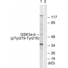 GSK3 alpha/beta (Phospho-Tyr279/216) Antibody
