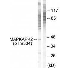 MAPKAPK2 (Phospho-Thr334) Antibody