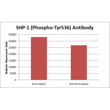 SHP-1 (Phospho-Tyr536) Fluorometric Cell-Based ELISA Kit