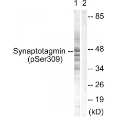 Synaptotagmin (Phospho-Ser309) Antibody