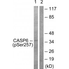 Caspase 6 (Phospho-Ser257) Antibody