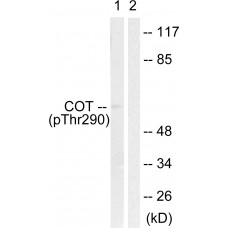 COT (Phospho-Thr290) Antibody