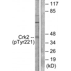 CrkII (Phospho-Tyr221) Antibody