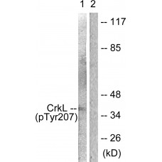 CrkL (Phospho-Tyr207) Antibody