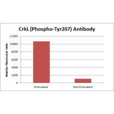CrkL (Phospho-Tyr207) Fluorometric Cell-Based ELISA Kit