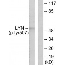 Lyn (Phospho-Tyr507) Antibody