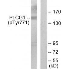 PLCG1 (Phospho-Tyr771) Antibody