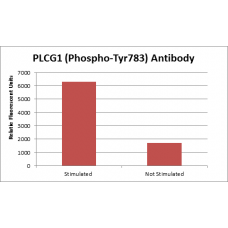PLCG1 (Phospho-Tyr783) Fluorometric Cell-Based ELISA Kit