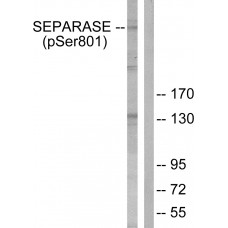 SEPARASE (Phospho-Ser801) Antibody