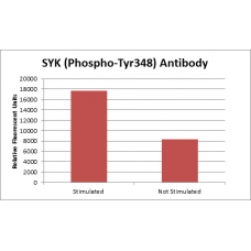 SYK (Phospho-Tyr348) Fluorometric Cell-Based ELISA Kit