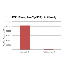 SYK (Phospho-Tyr525) Fluorometric Cell-Based ELISA Kit