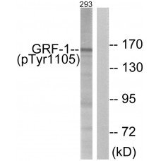 GRF-1 (Phospho-Tyr1105) Antibody