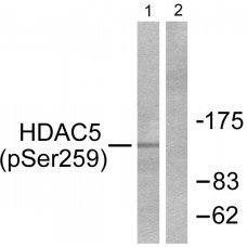 HDAC5 (Phospho-Ser259) Antibody
