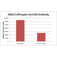 HDAC5 (Phospho-Ser259) Fluorometric Cell-Based ELISA Kit