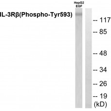 IL-3R beta (Phospho-Tyr593) Antibody