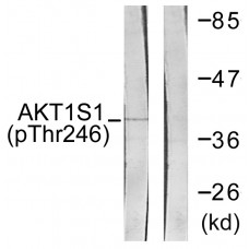 Akt1 S1 (Phospho-Thr246) Antibody