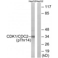 CDK1/CDC2 (Phospho-Thr14) Antibody