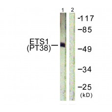 ETS1 (Phospho-Thr38) Antibody