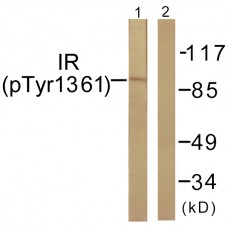 IR (Phospho-Tyr1361) Antibody