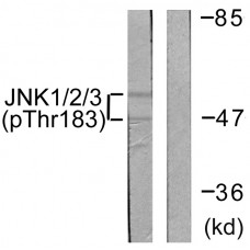 JNK1/2/3 (Phospho-Thr183+Tyr185) Antibody