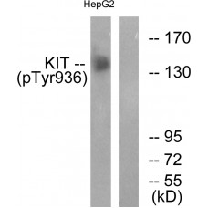 KIT (Phospho-Tyr936) Antibody