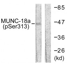 MUNC-18a (Phospho-Ser313) Antibody