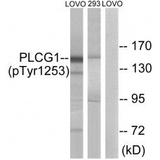 PLCG1 (Phospho-Tyr1253) Antibody