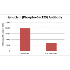 Synuclein-a (Phospho-Ser129) Fluorometric Cell-Based ELISA Kit