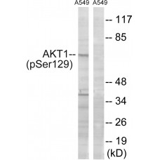Akt (Phospho-Ser129) Antibody