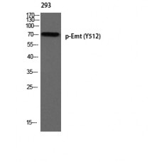 ITK (Phospho-Tyr512) Antibody