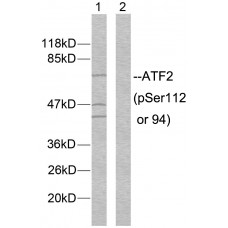 ATF2 (Phospho-Ser112 or 94) Antibody