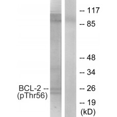 BCL-2 (Phospho-Thr56) Antibody