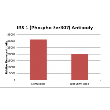 IRS-1 (Phospho-Ser307) Fluorometric Cell-Based ELISA Kit