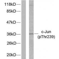 c-Jun (Phospho-Thr239) Antibody