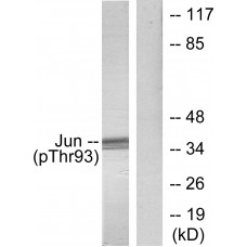 c-Jun (Phospho-Thr93) Antibody