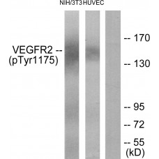 VEGFR2 (Phospho-Tyr1175) Antibody