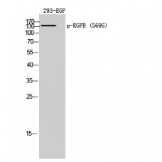 EGFR (Phospho-Ser695) Antibody