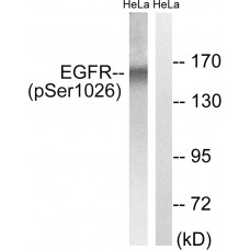EGFR (Phospho-Ser1026) Antibody