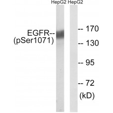 EGFR (Phospho-Ser1071) Antibody