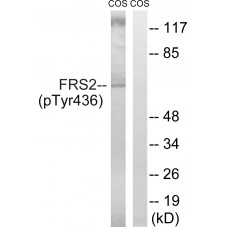 FRS2 (Phospho-Tyr436) Antibody